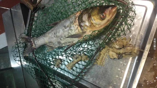 疑商家缺斤短兩，情侶“魚骨拼圖”維權