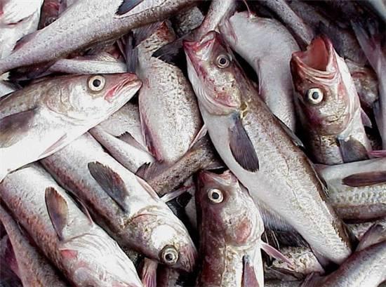 知識庫｜這種魚可以一魚36吃，你餐廳還不上菜？|餐飲界