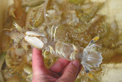 人為注膠讓皮皮蝦增重？專家辟謠:那是蝦黃和蝦膏