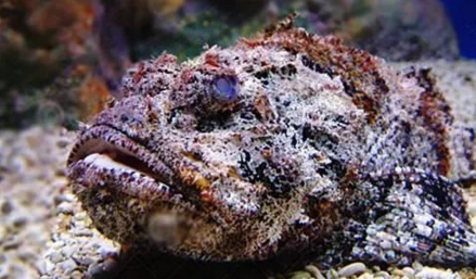知識(shí)庫｜如何處理、烹飪世界最毒的海魚？
