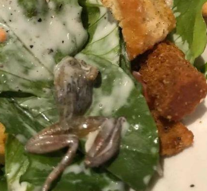 惡心！她餐廳吃飯竟吃出整只死青蛙