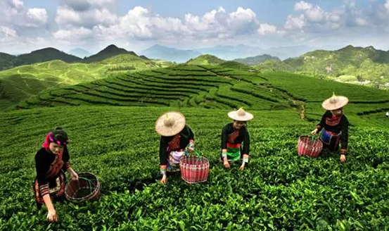皇茶、喜茶之后，茶飲界又冒出一“黑馬”烏龍煎