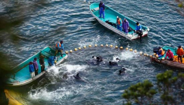 日本遇“魚荒”向中國“甩鍋” 我們不同意！|餐飲界
