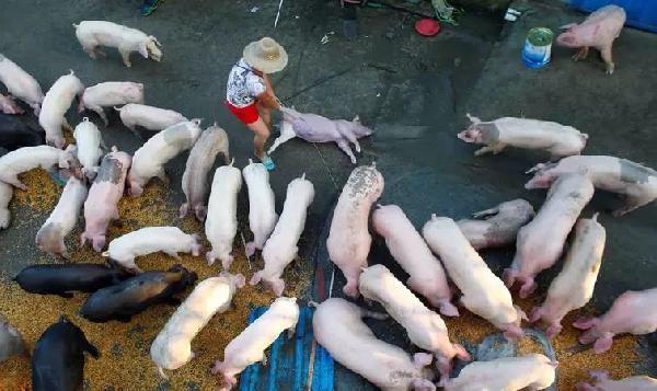 豬肉消費總量連年下滑，人們沒那么愛吃肉了嗎？|餐飲界