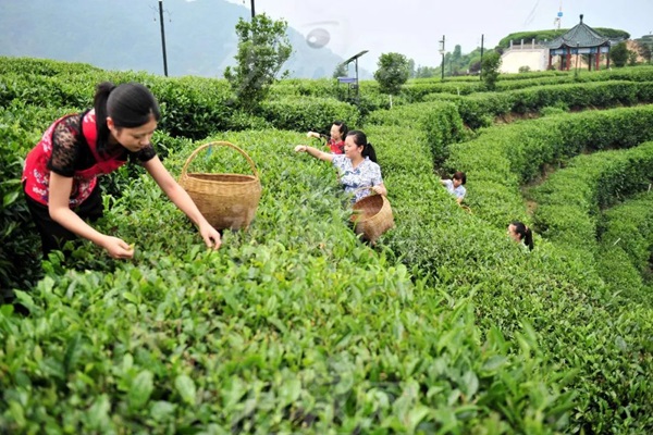 比肩星巴克？新中式茶飲的下半場得好好抓抓供應(yīng)鏈管理這門課了