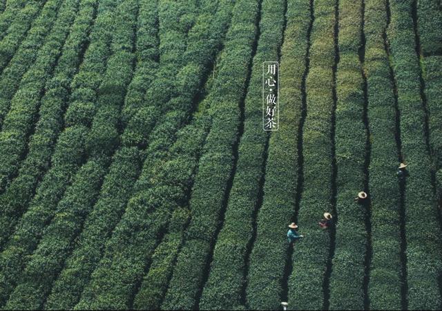如何掘金500億新茶飲市場，打造一杯有故事的黑龍茶？