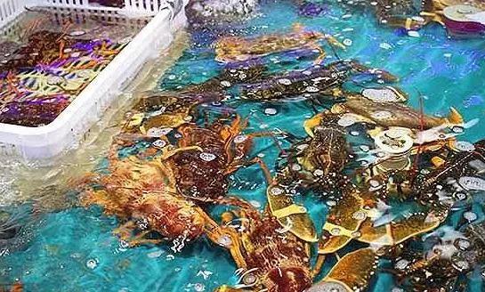 海鮮之戰(zhàn)：上半場活鮮炒作已曲終，下半場冷凍海鮮厚積薄發(fā)？|餐飲界