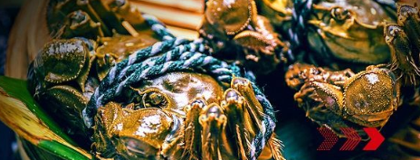 “秋風(fēng)響，蟹腳癢”，順豐同城急送推出大閘蟹專送服務(wù)