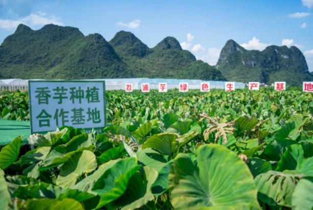 在檳榔芋優(yōu)質產區(qū)共建種植基地，喜茶持續(xù)推動新茶飲供應鏈專業(yè)化發(fā)展|餐飲界