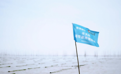 霞浦海帶苗豐收季：半天妖助力產(chǎn)業(yè)騰飛，守護(hù)“舌尖上的鮮嫩”